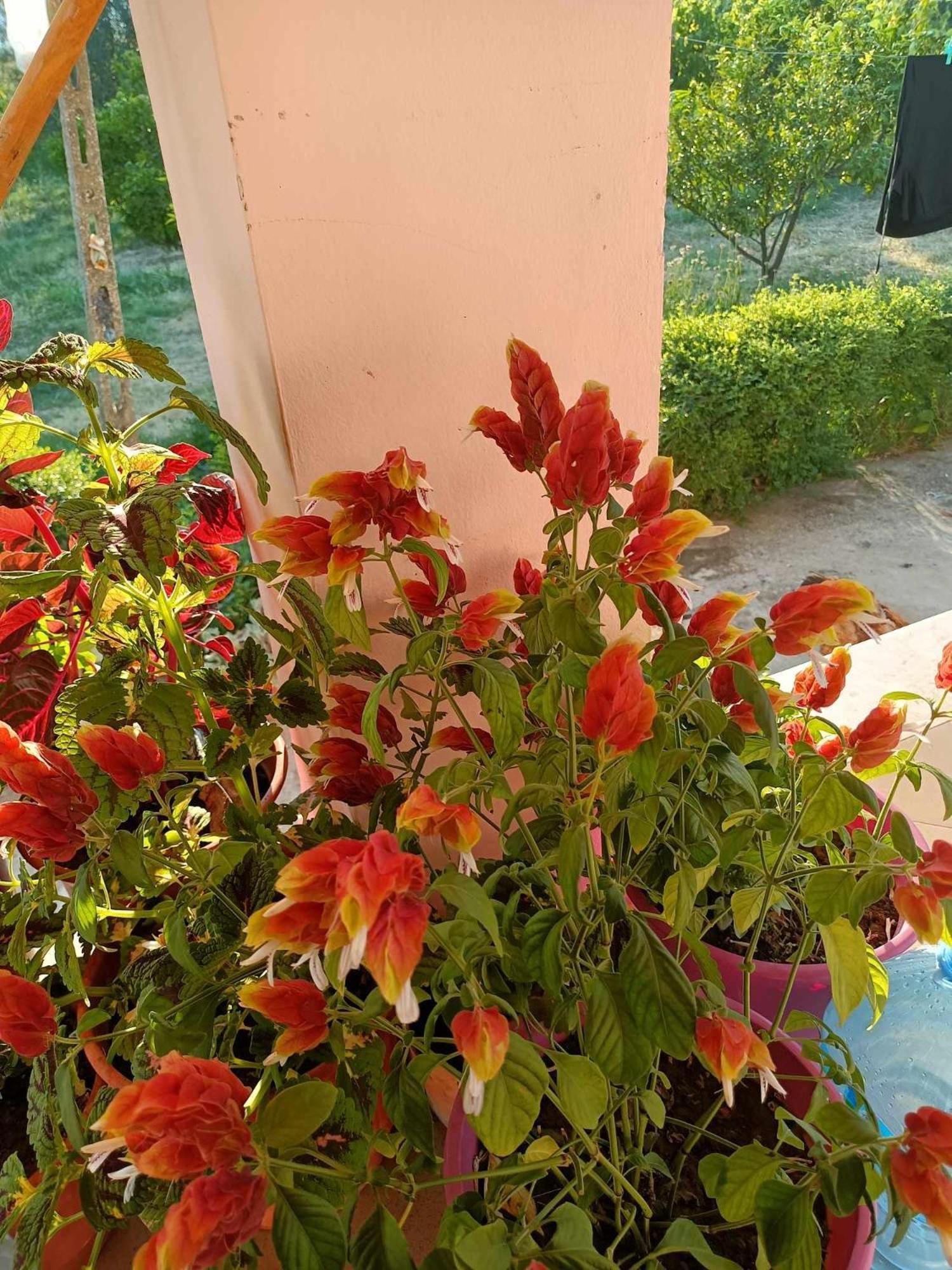 Guest House Fetie Berat Luaran gambar